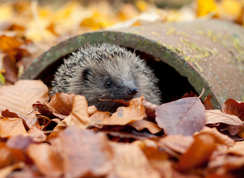 Hedgehog (c) Tom Marshall