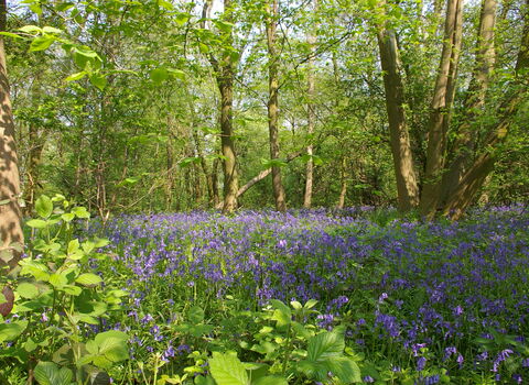 Flowering bluebells in Bunny Old Wood Nature Reserve