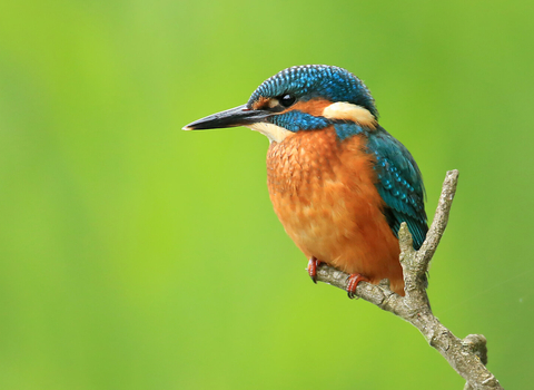 Kingfisher