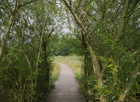 A view through the willow arch to the boardwalk at Idle Valley Nature Reserve