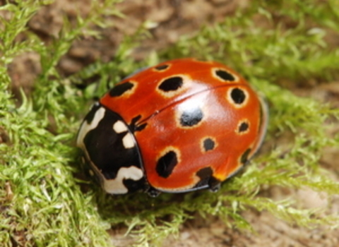 Eyed ladybird