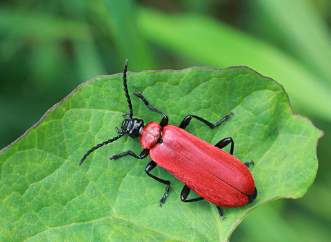 Black-headed Cardinal Beetle on leaf