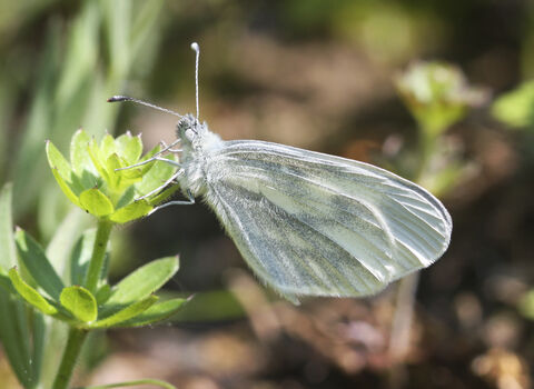 A wood white butterfly resting on a plant, with its distinctive oval wings closed