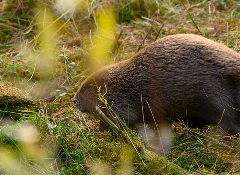 Beaver release Nottinghamshire