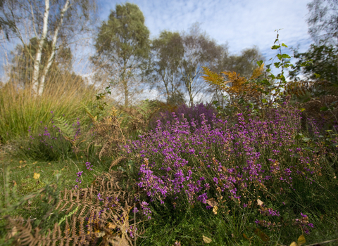 Rainworth Heath Nature Reserve heather in flower