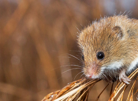 Harvest mouse