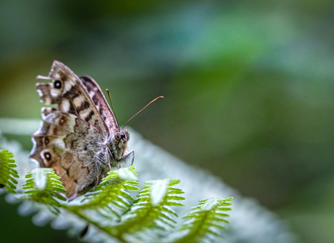 Butterfly at Faith Marriott