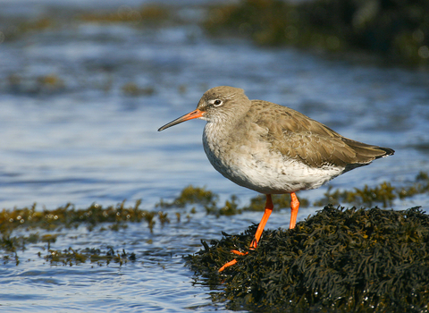 A redshank standing amongst seaweed on the edge of the water