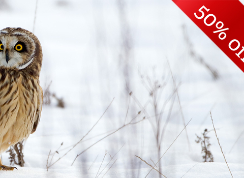 Short-eared owl in snow