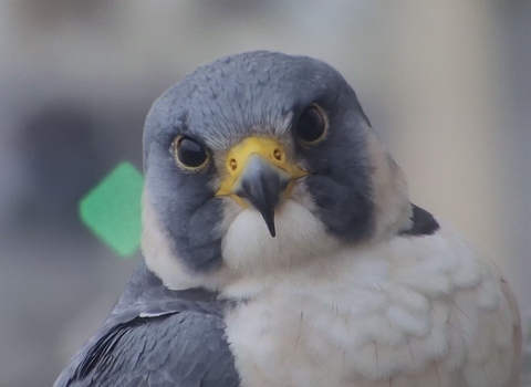 Peregrine Falcon