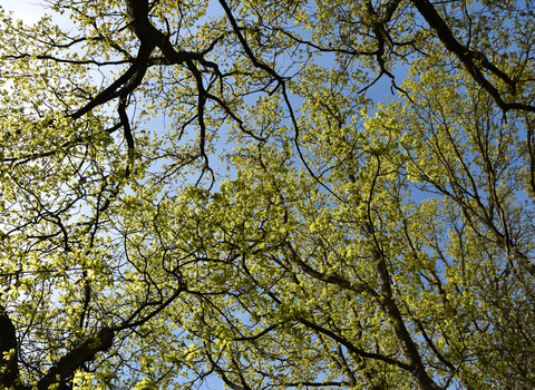 oak tree canopy in sunlight