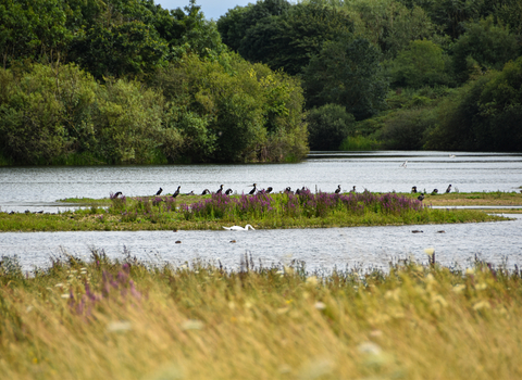 Wetland view with cormorants on an island