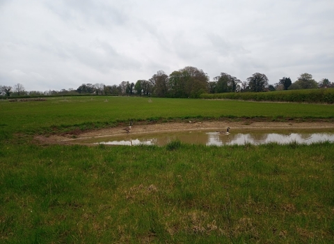 Pond being used by waterfowl.