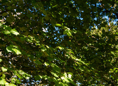 green leaves in the sunlight