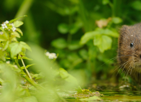 Water vole in undergrowth