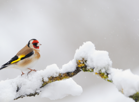 goldfinch in the snow on a branch