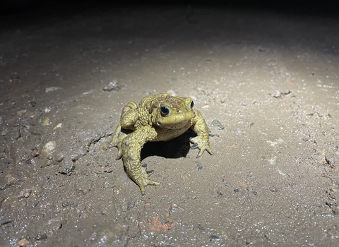 common toad in the road at night