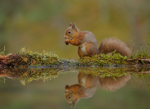 Red Squirrel