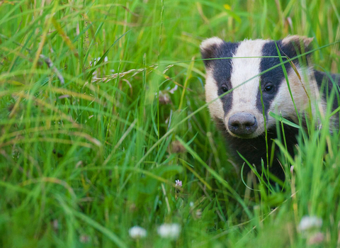 Badger in long grass