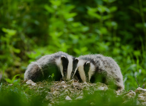 Badgers
