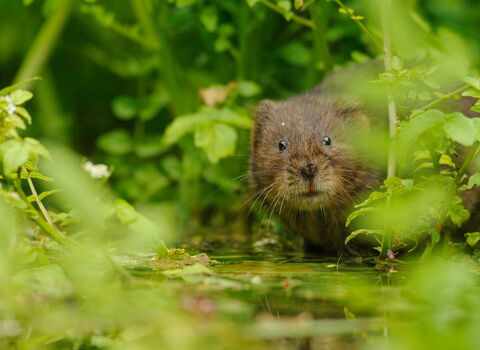 Water vole peeking out of the undergrowth