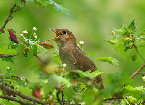 Bird in a bush singing