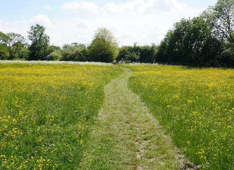 buttercups in a field