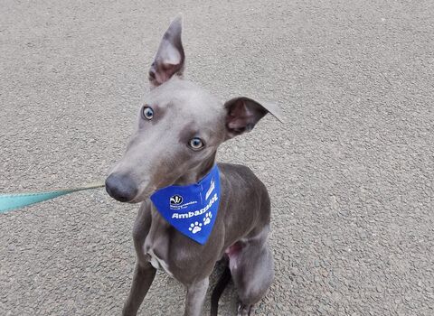 A grey dog with a blue bandana