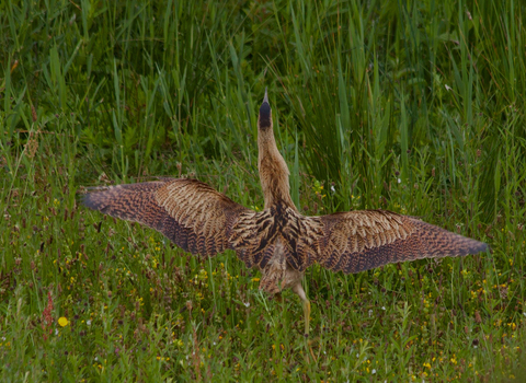 Bittern at Attenborough raising its wings