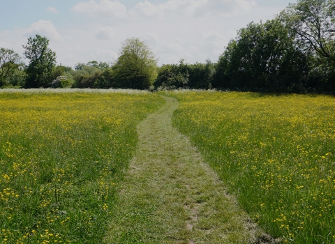 Meadow of buttercups