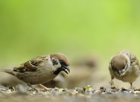 Tree sparrows foraging for food