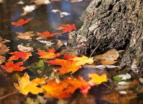 Autumn leaves at base of tree trunk