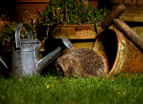 Hedgehog in a garden next to a plantpot and watering can