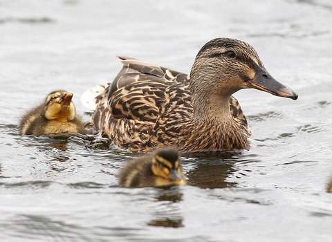 Mallard duck surrounded by chicks, in water