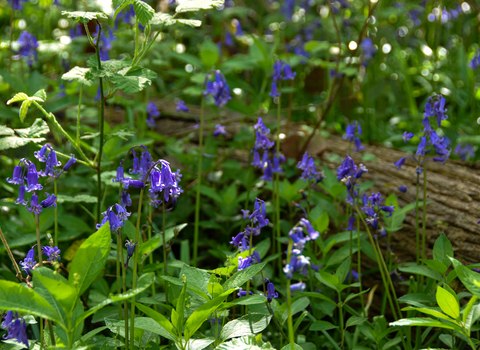 bluebells in a woodland