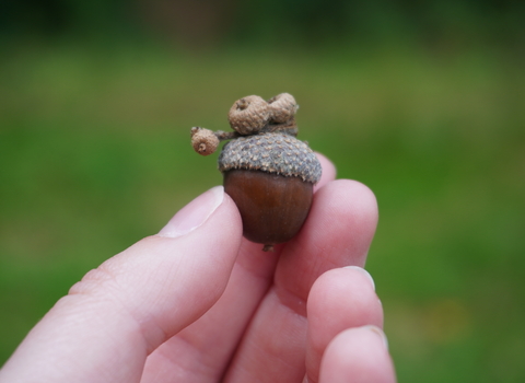 Holding an acorn