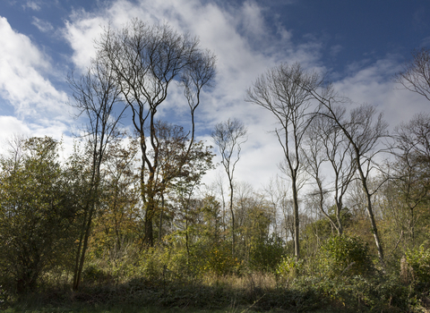 Woodland with overcast clouds