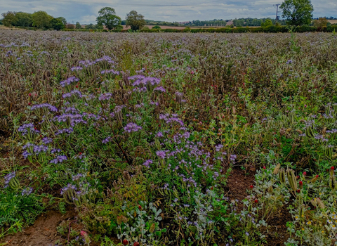 Field of flowers and grass, trees and hedges in background
