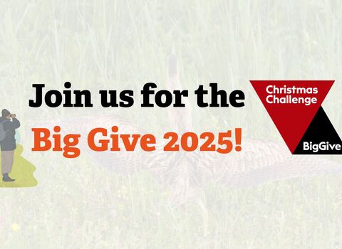 The Big Give 2025 graphic