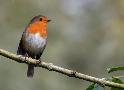 Robin perched on branch