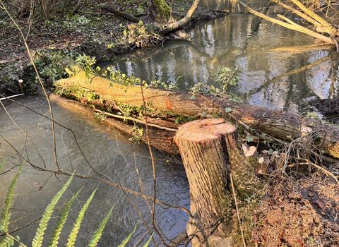 Tree trunk crossing a stream in the water to slow water flow