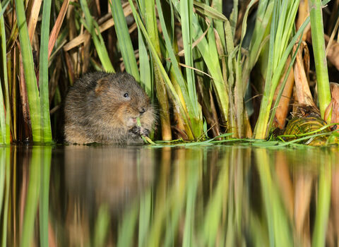 Water vole among reeds, eating