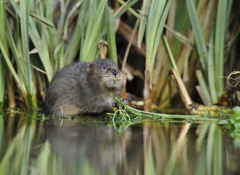 Water vole by reeds on the shore