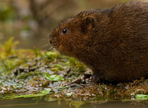 Water vole near water
