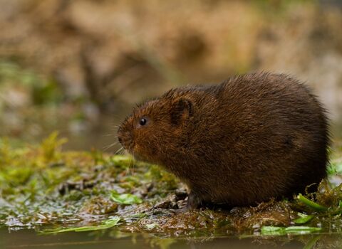 Water vole near water