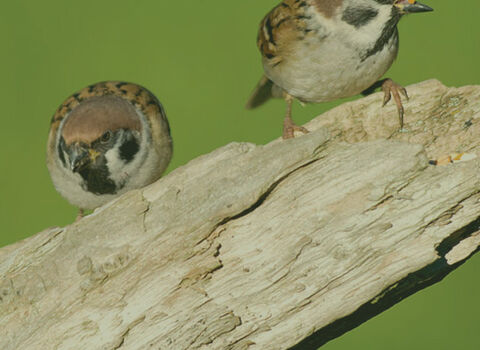 Birds on branch