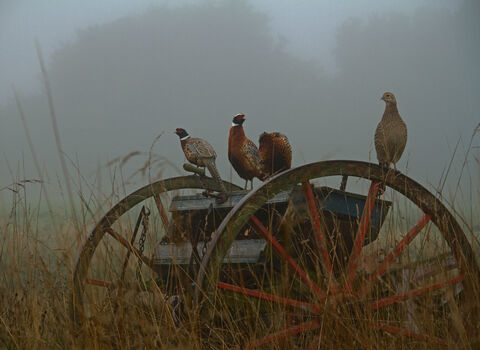 Birds perched on old cart in field, in the fog