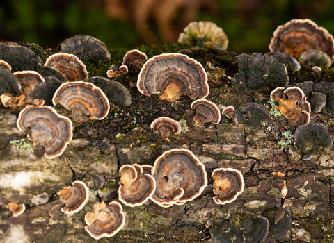 Fungi on tree branch