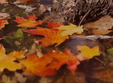 Autumn leaves at base of tree trunk