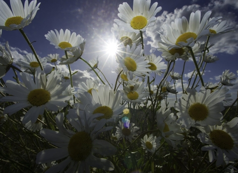 Oxeye daisies